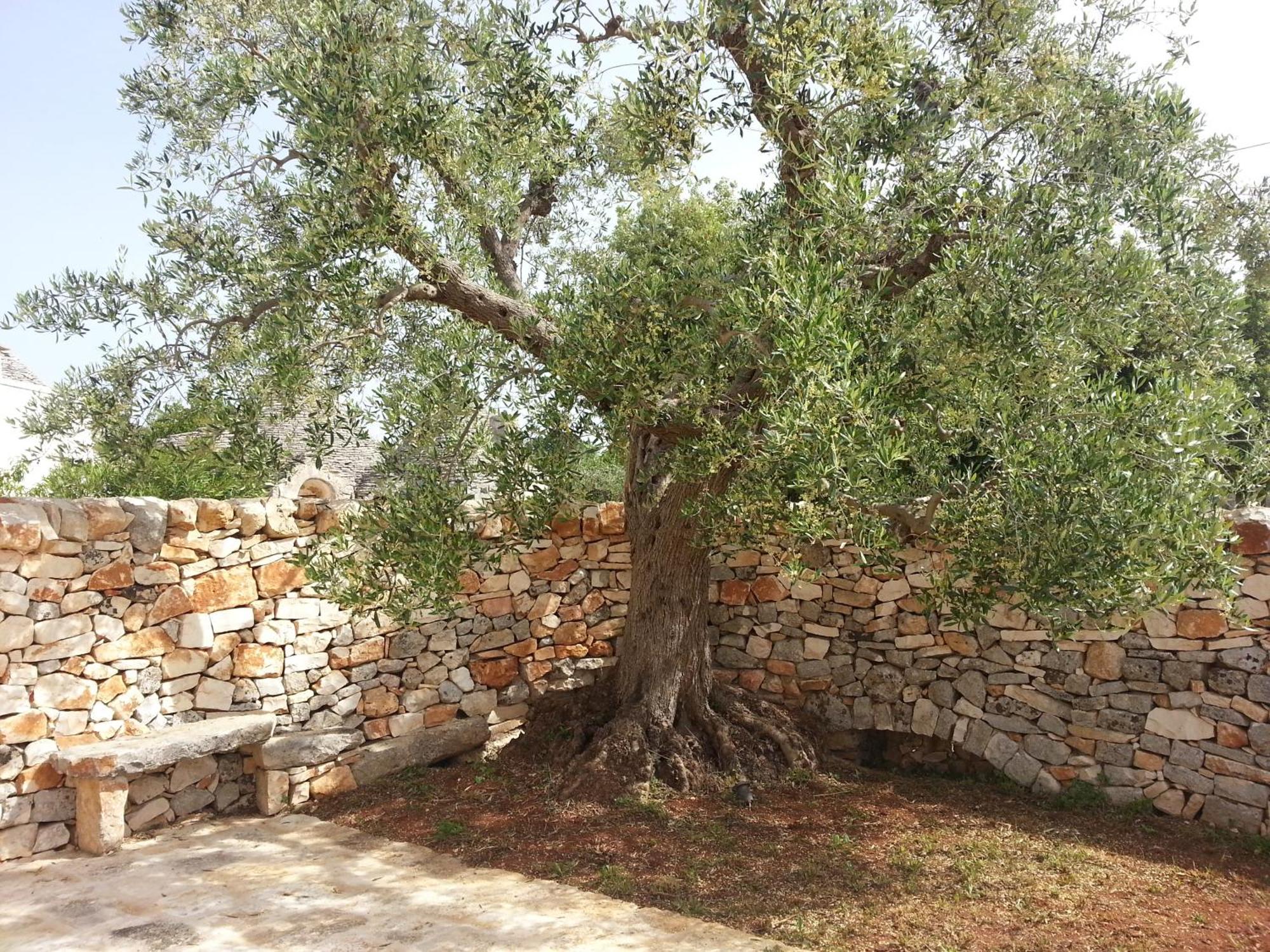 Almapetra Trulli Resort Локоротондо Екстериор снимка